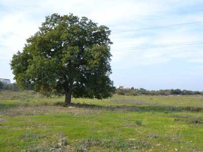 ...si trova all�interno di �Masseria Morrone�